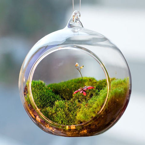 moss glass terrarium, moss glass terrarium Suppliers and Manufacturers at