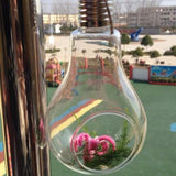 Hanging Glass Bulb Terrarium Plant Container